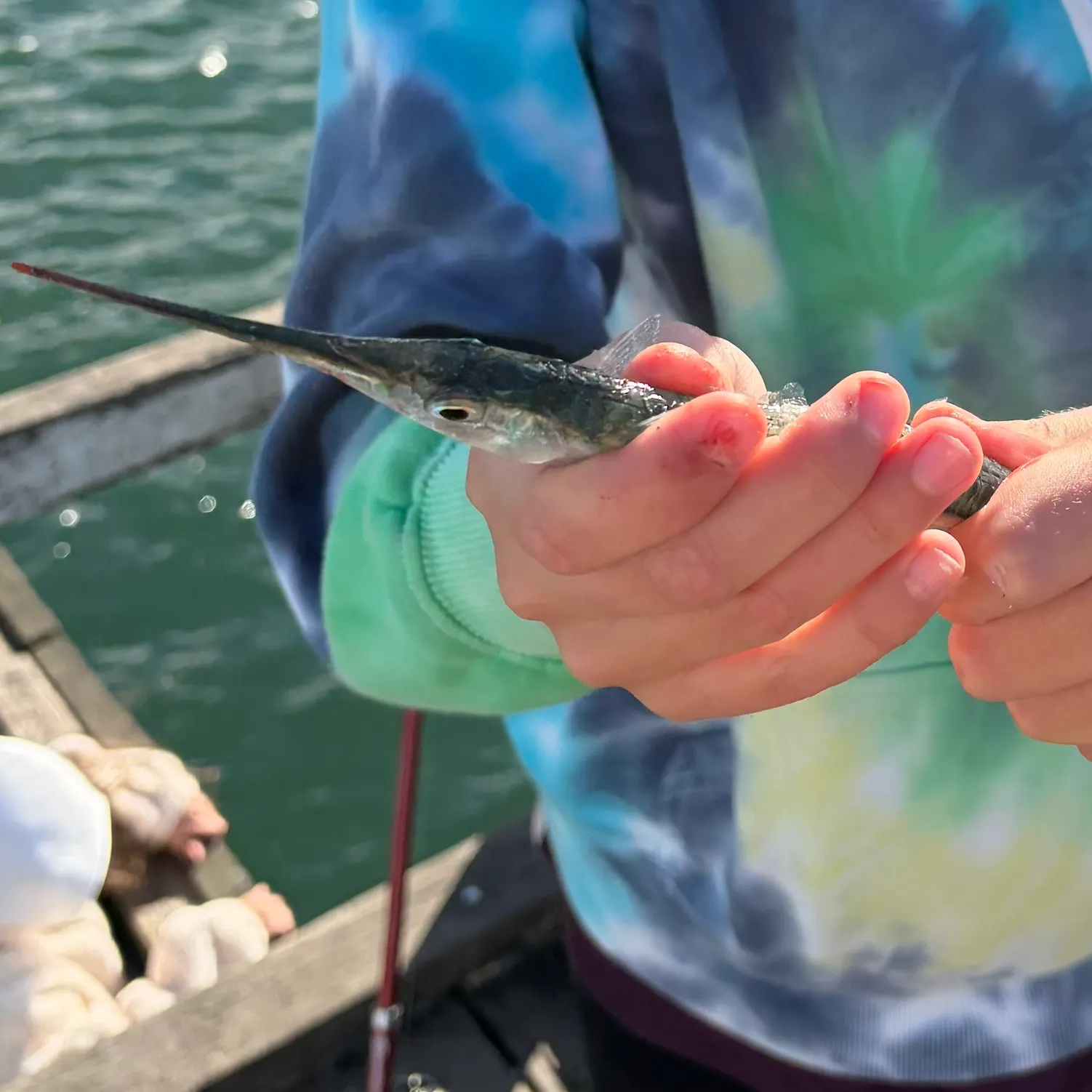 The most recent Eastern sea garfish catches on Fishbrain