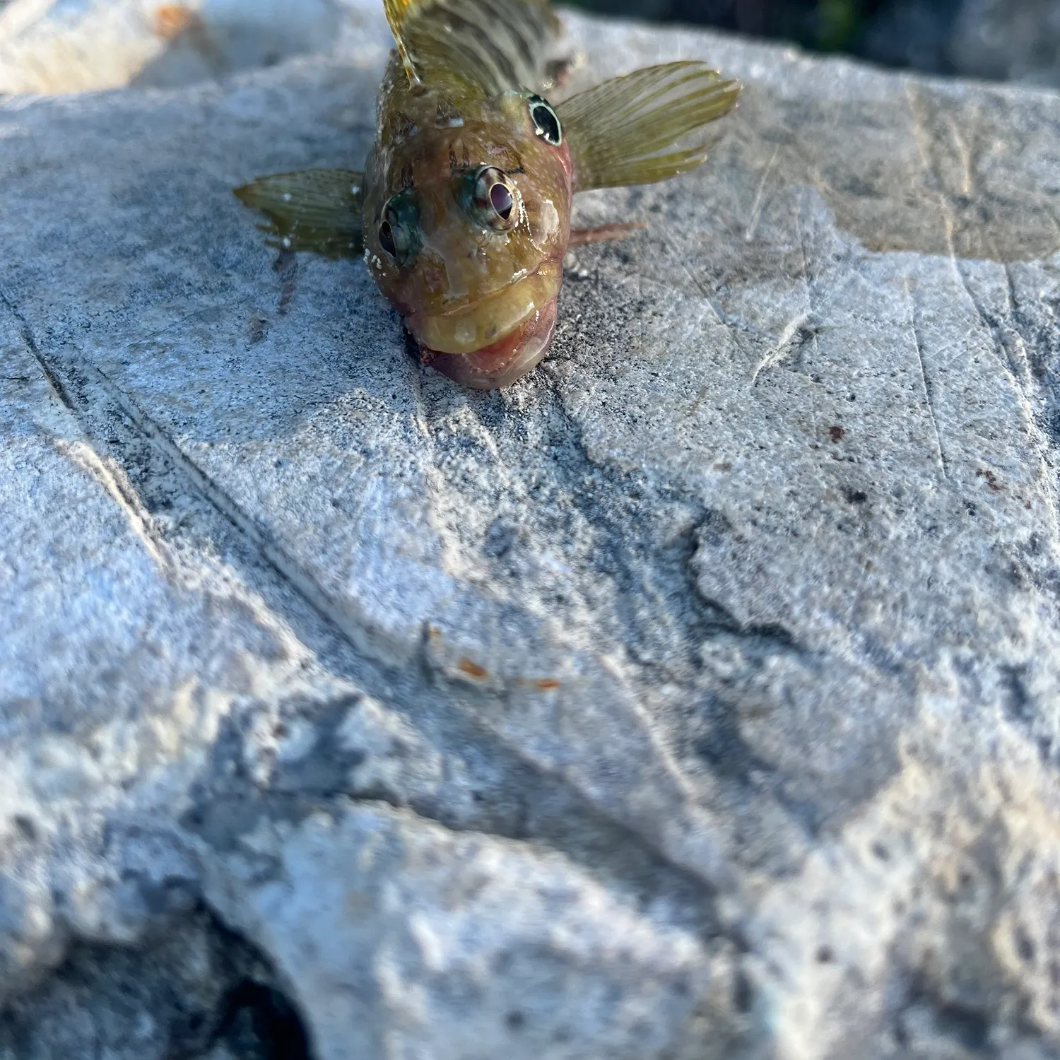 Atlantic lizardfish caught on Fishbrain