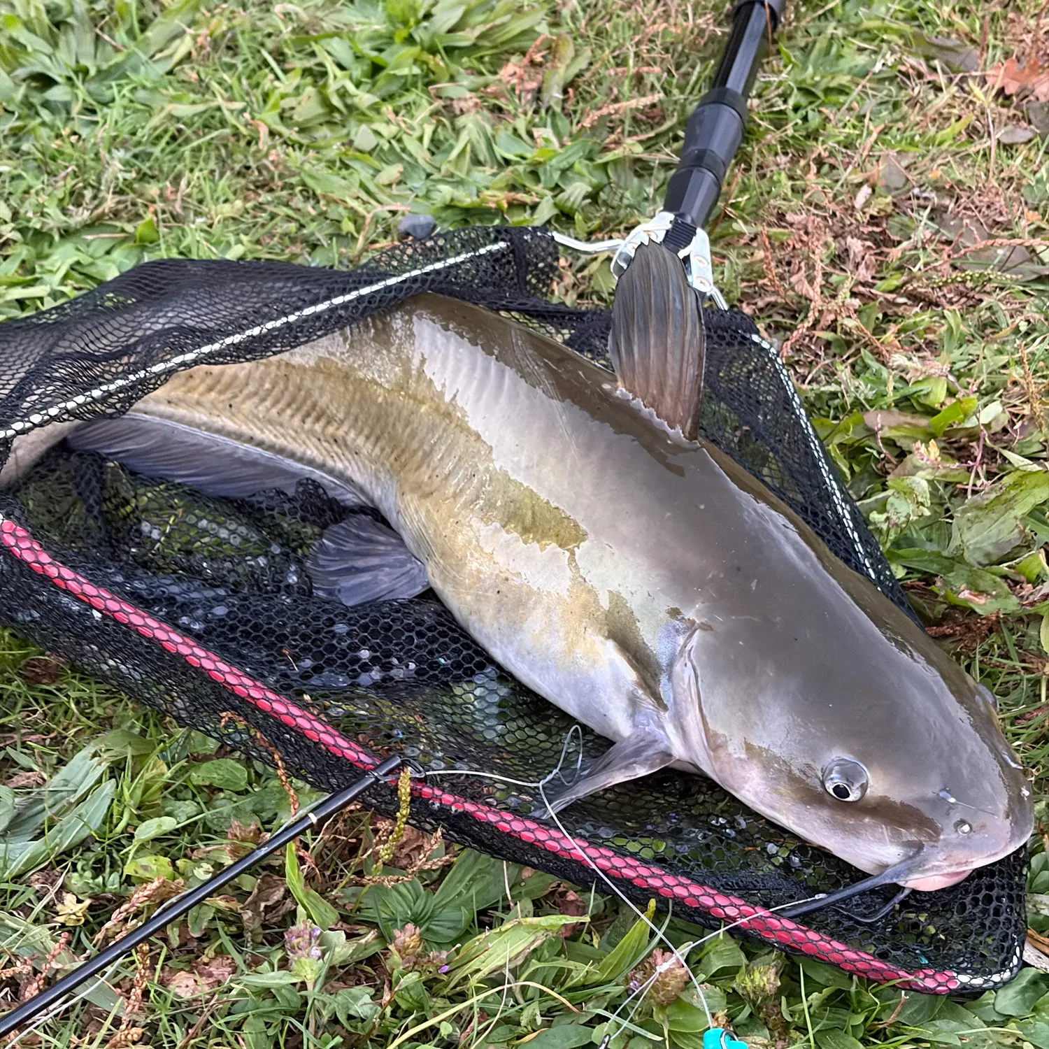 Channel catfish caught on Fishbrain