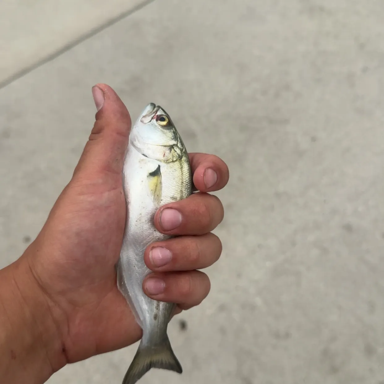 The most recent Gulf menhaden catches on Fishbrain