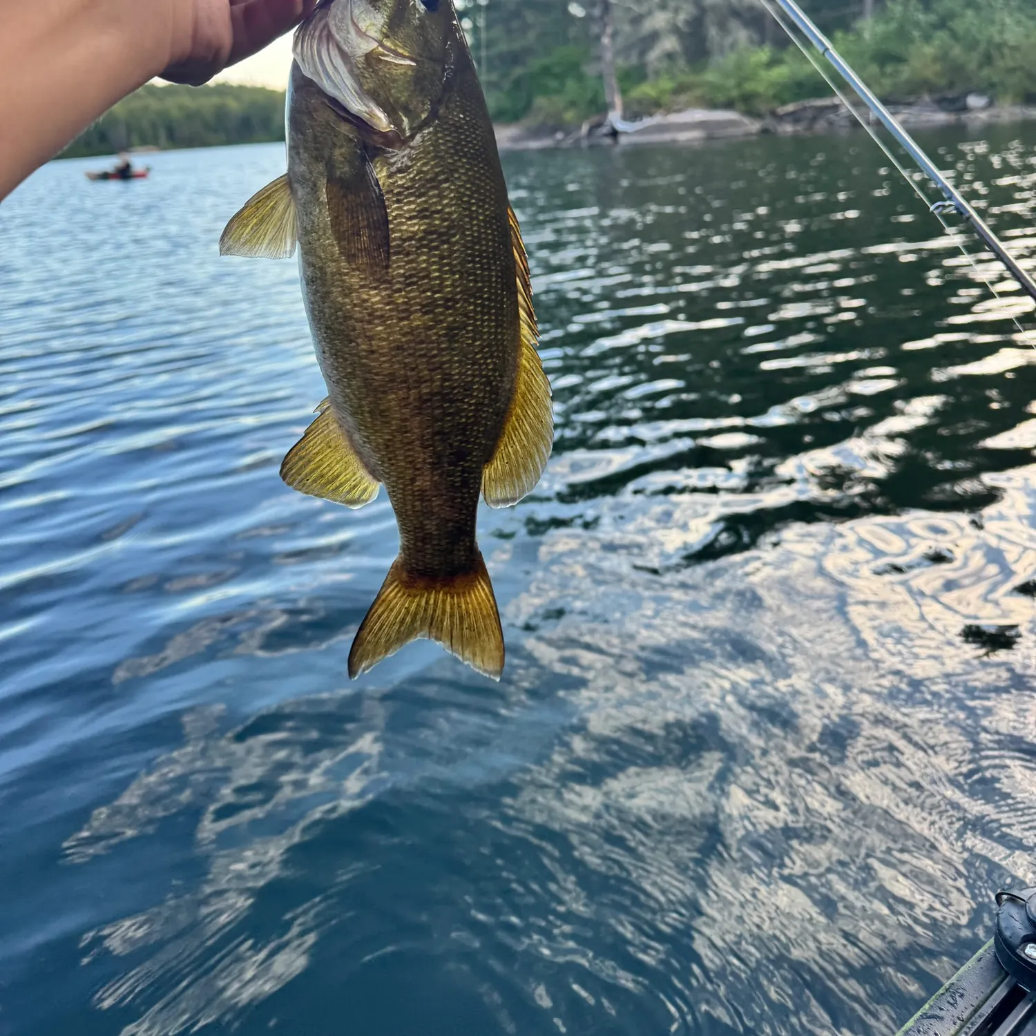 Smallmouth bass caught on Fishbrain