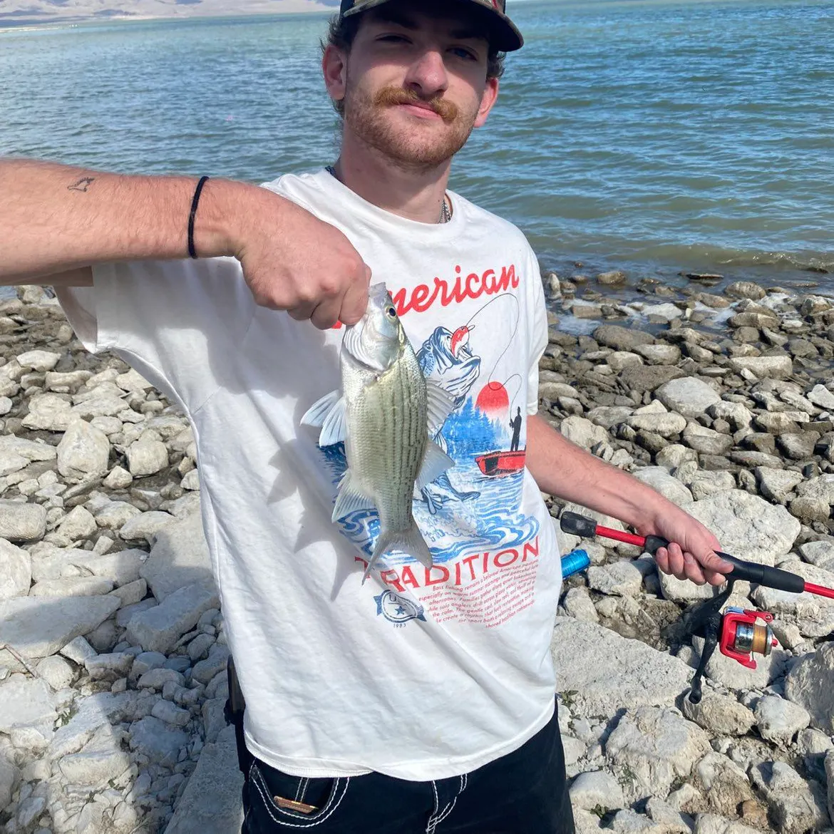 The most recent White bass catches on Fishbrain
