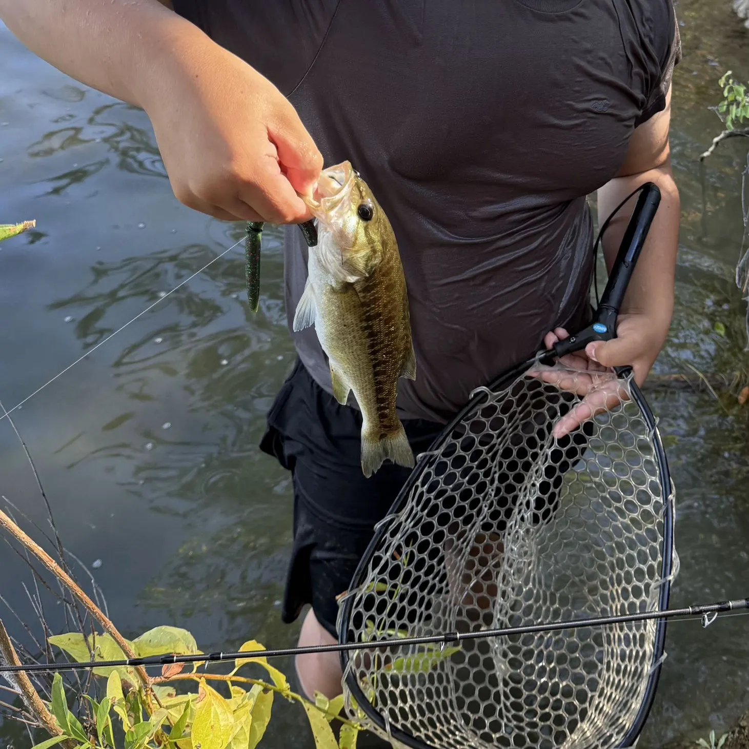 Spotted bass caught on Fishbrain