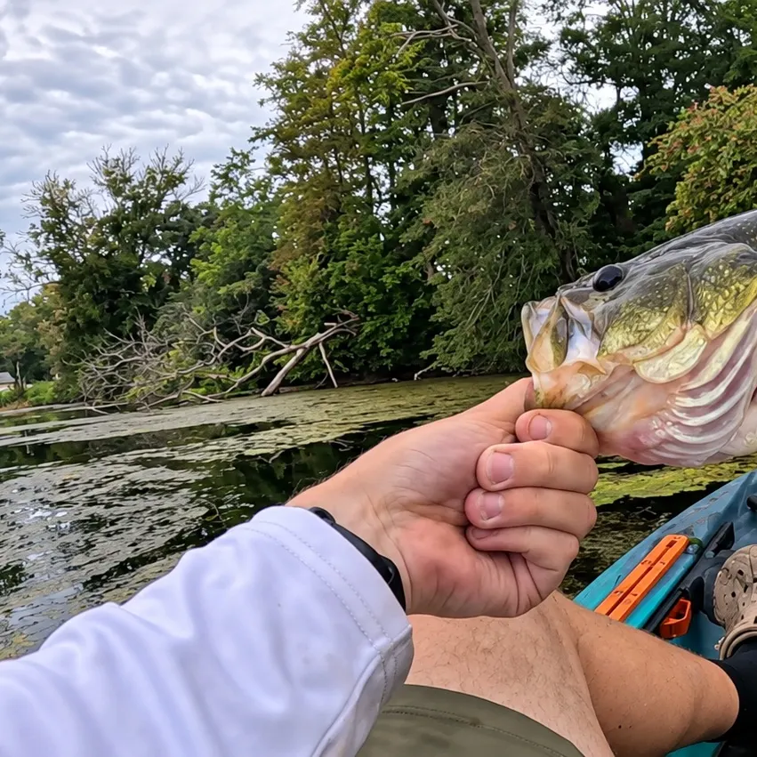 Largemouth bass caught on Fishbrain
