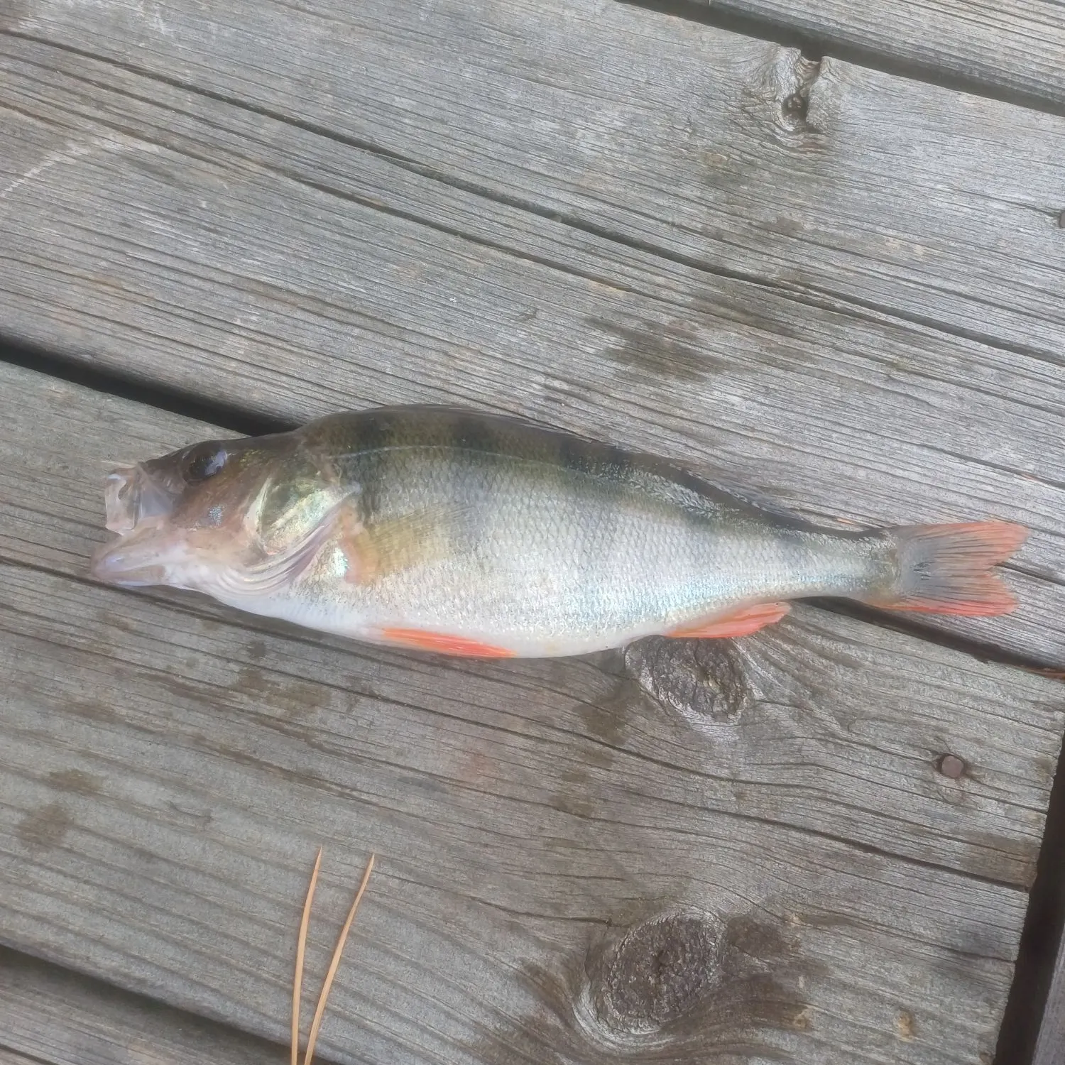 European perch caught on Fishbrain
