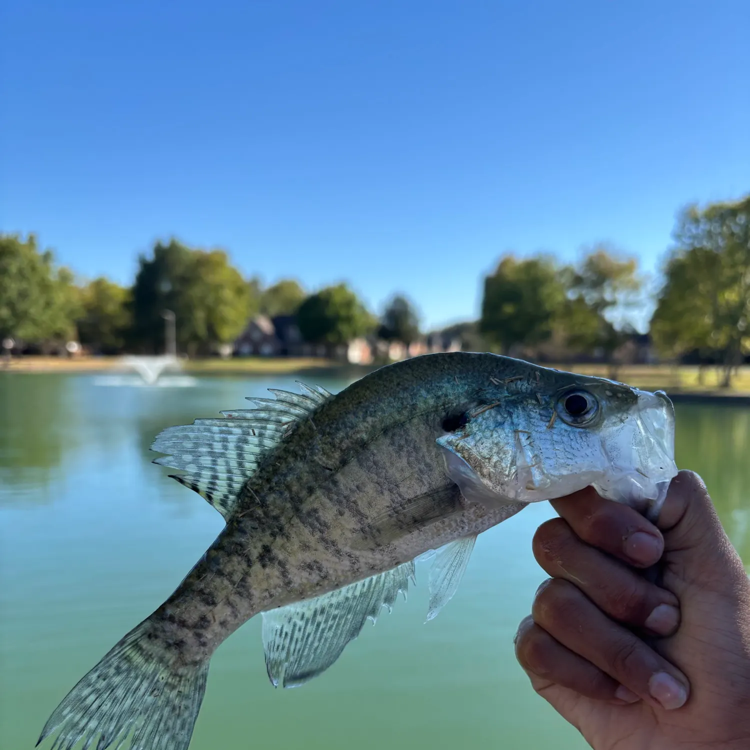 White crappie caught on Fishbrain