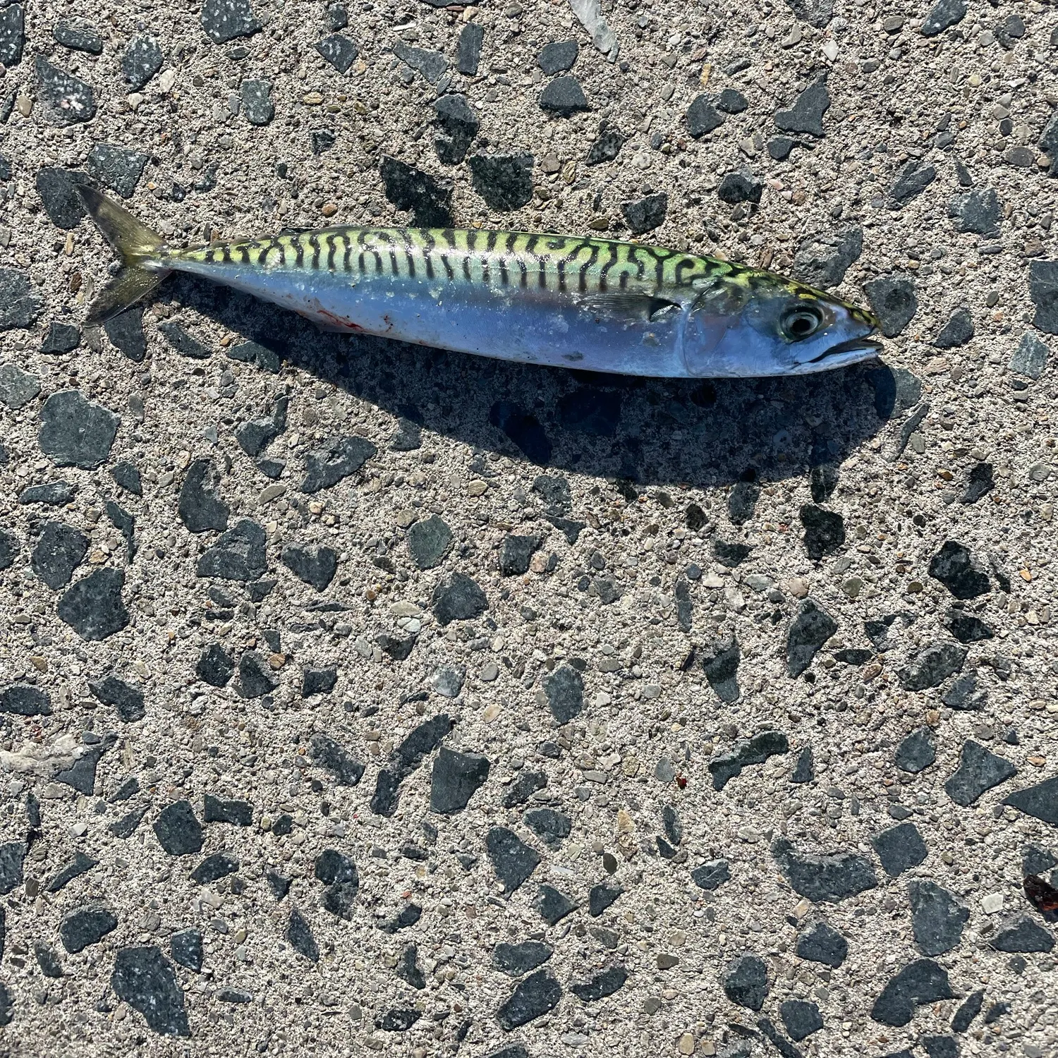 Atlantic mackerel caught on Fishbrain