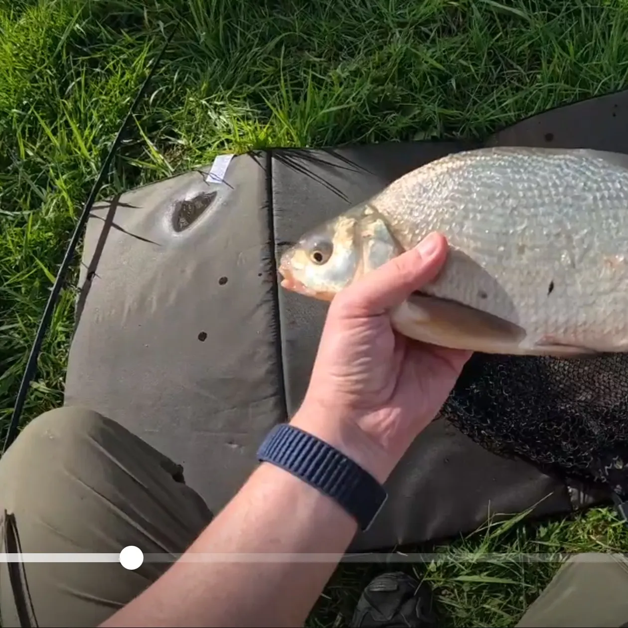 Common bream caught on Fishbrain