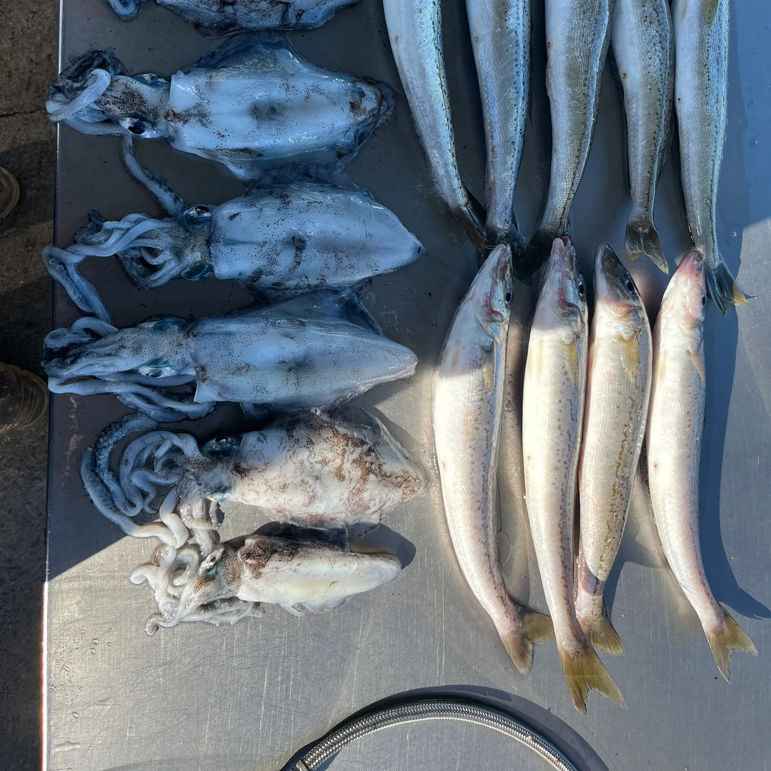 The most recent King George whiting catches on Fishbrain