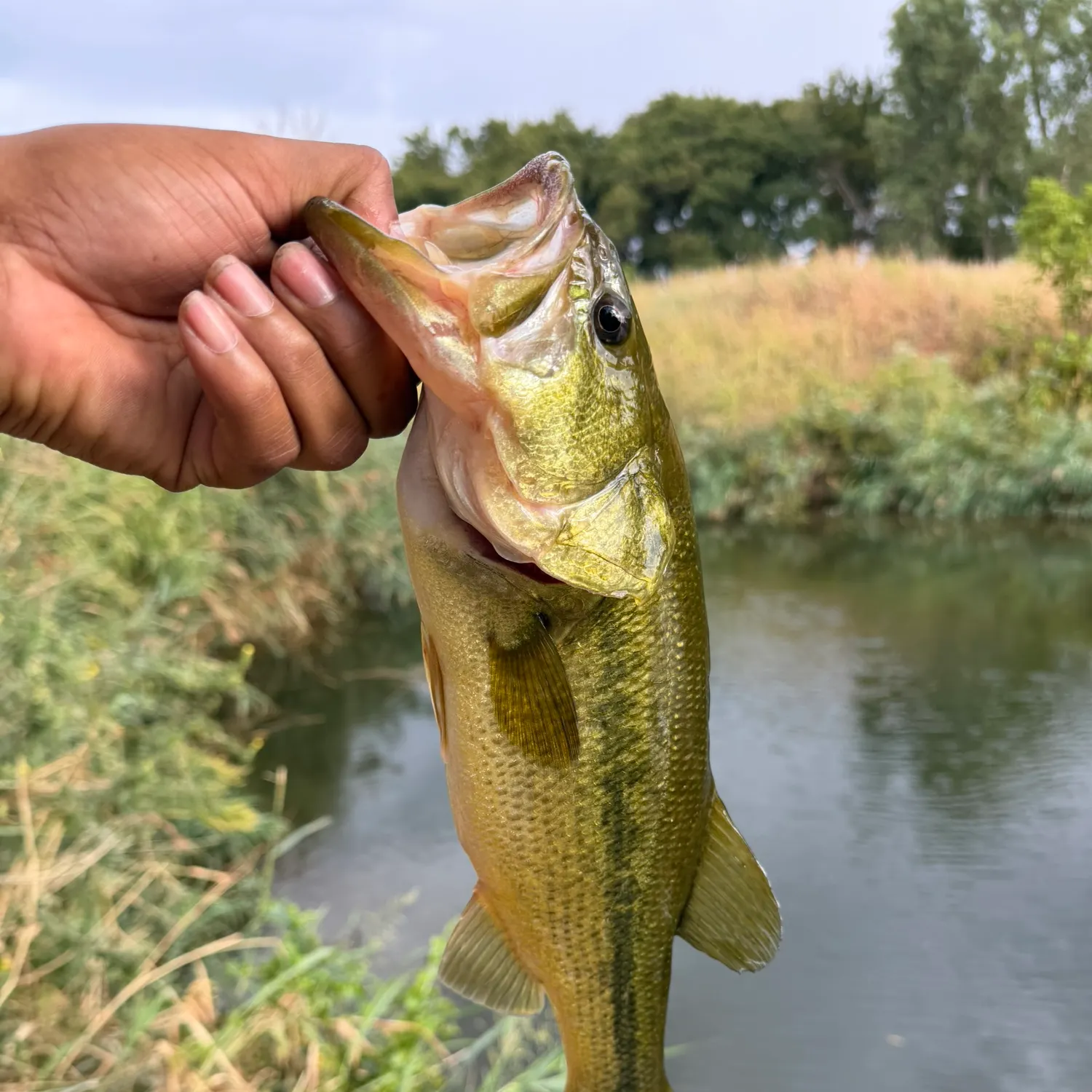 Spotted bass caught on Fishbrain