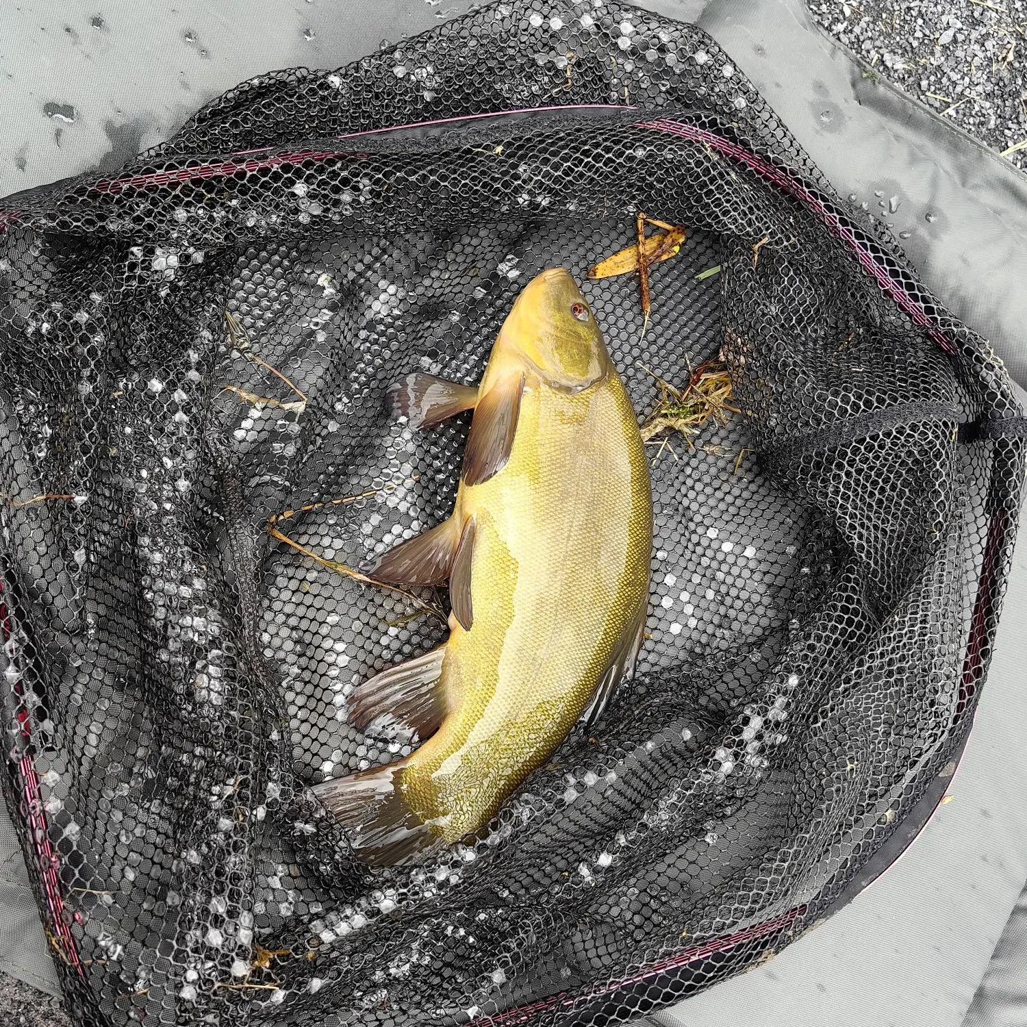 Tench caught on Fishbrain