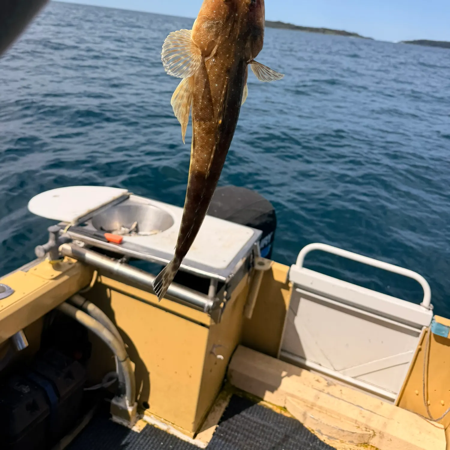Dusky flathead caught on Fishbrain