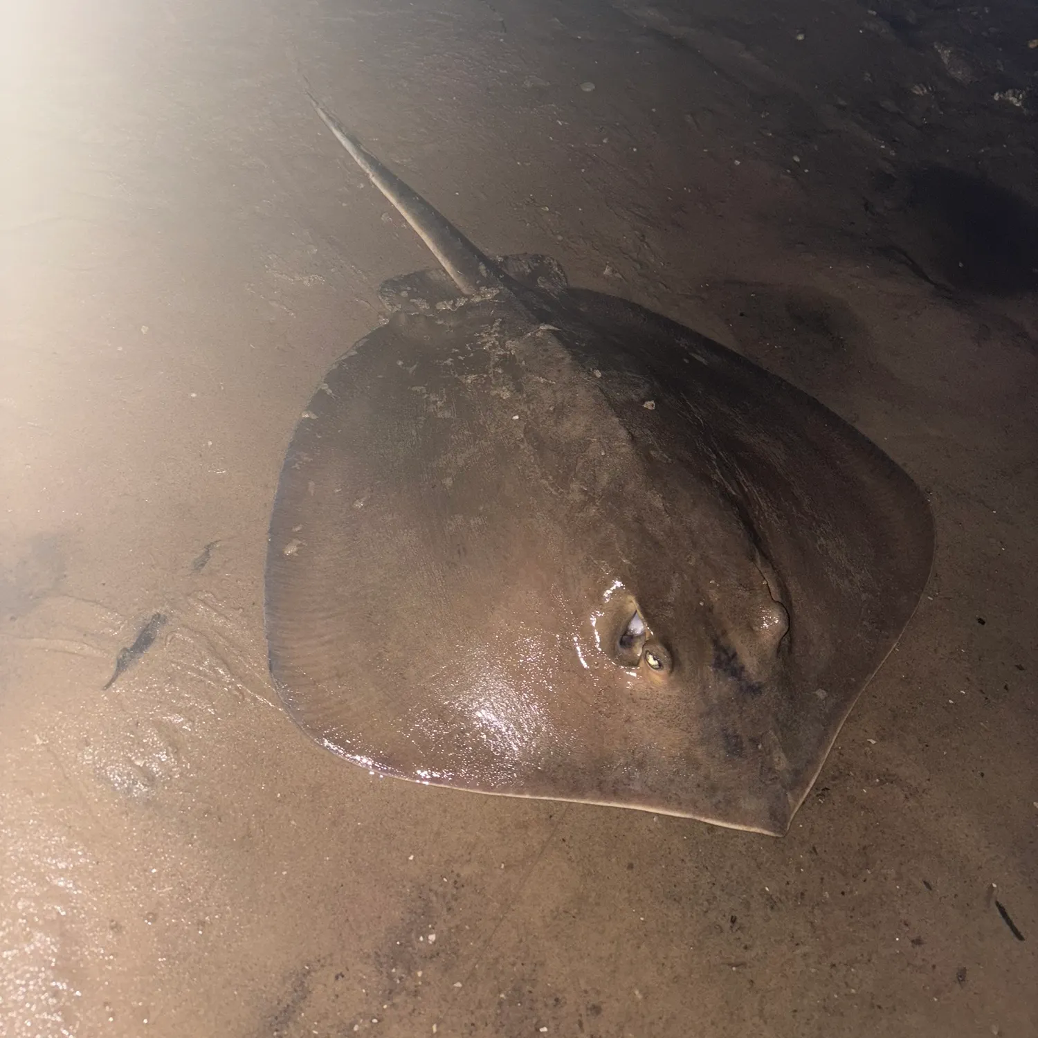 The most popular recent Thorntail stingray catch on Fishbrain