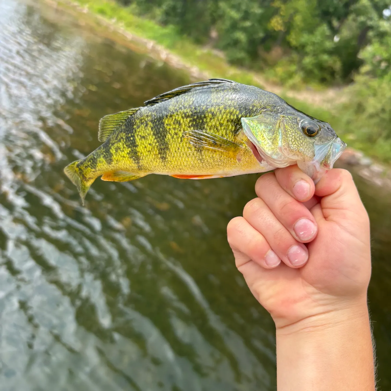 Yellow perch caught on Fishbrain