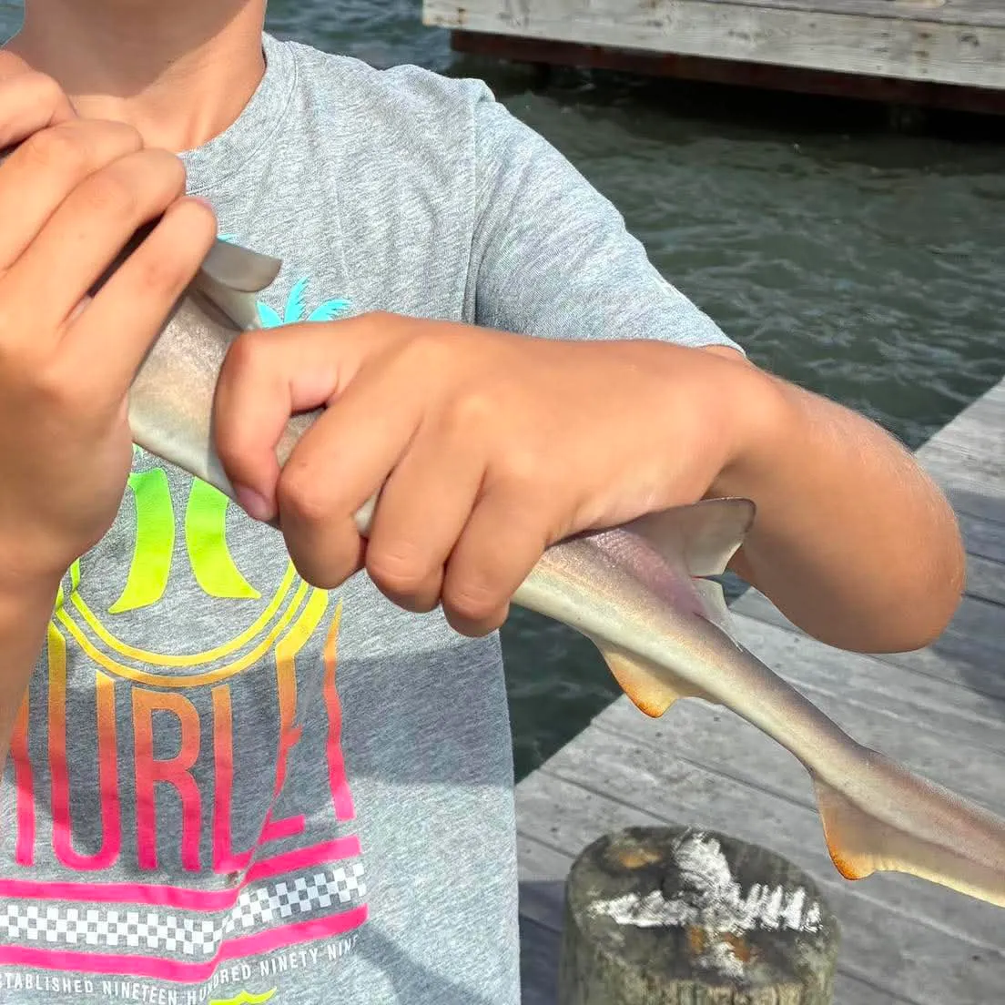 Dusky smooth-hound caught on Fishbrain