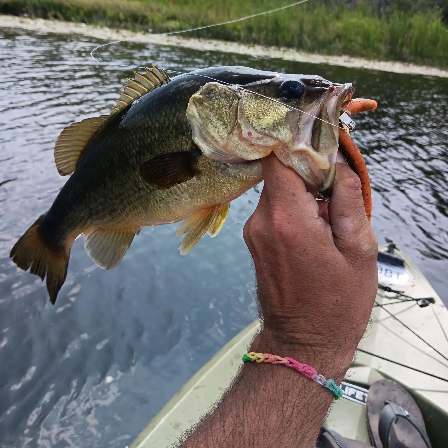 Largemouth bass caught on Fishbrain