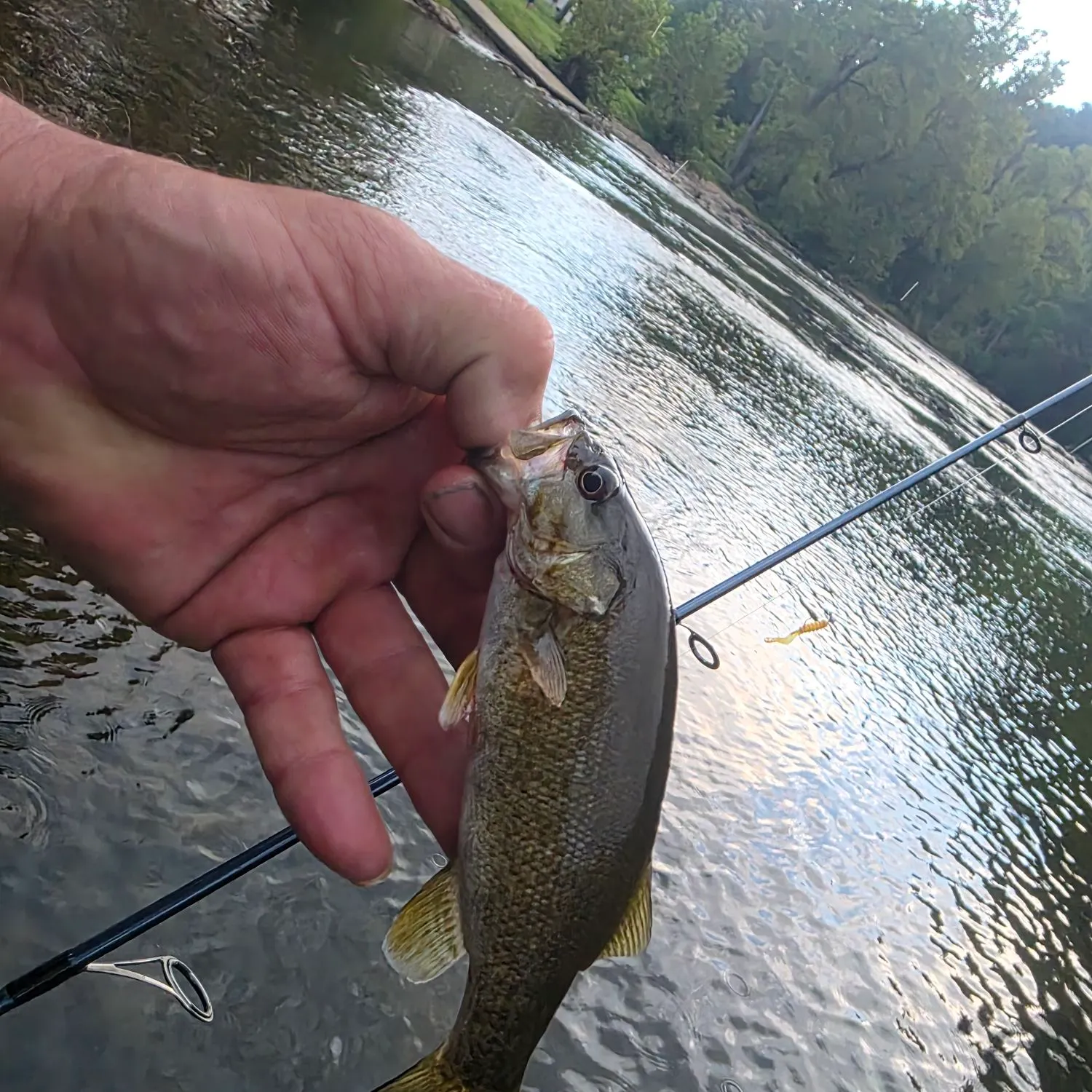 Smallmouth bass caught on Fishbrain