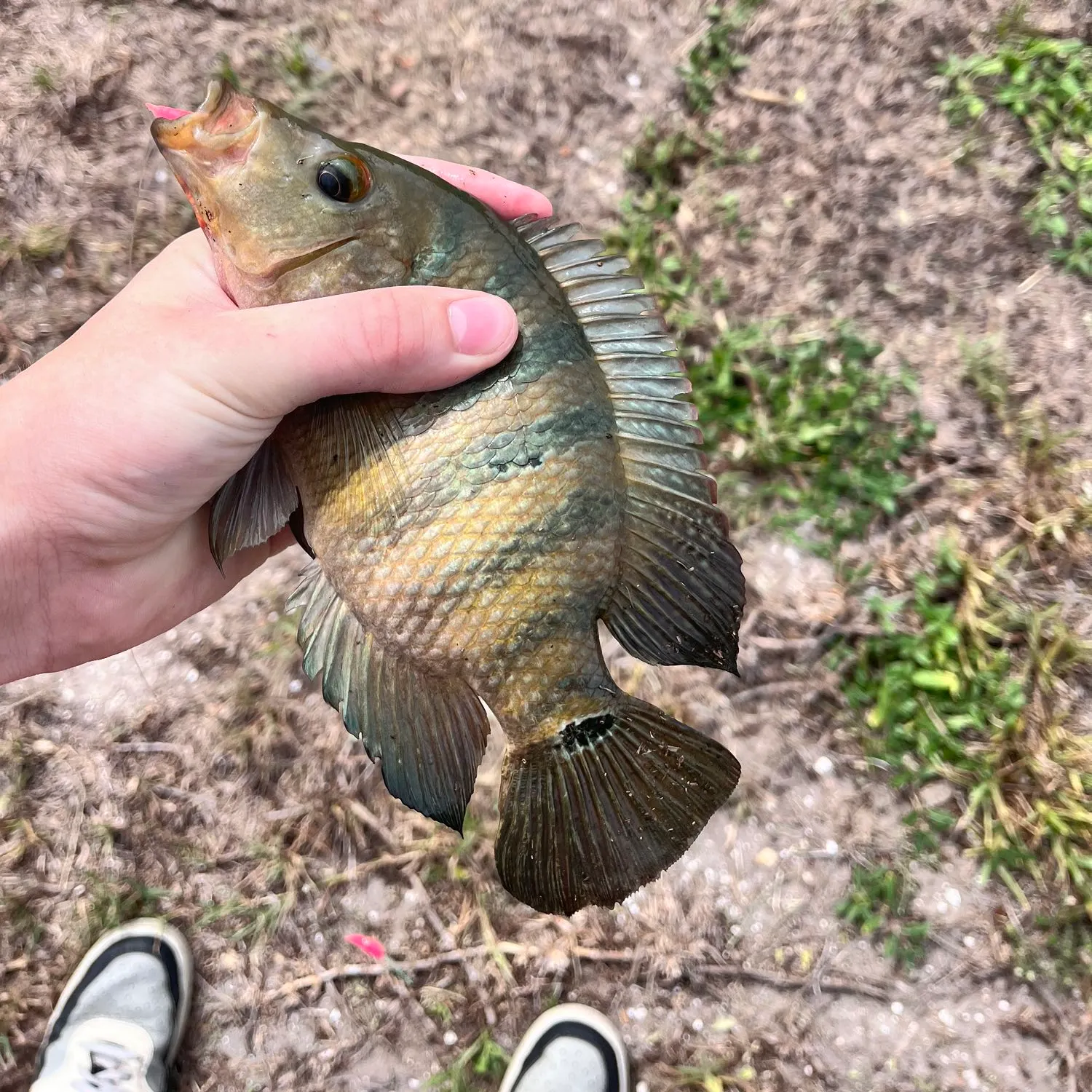 angler catch