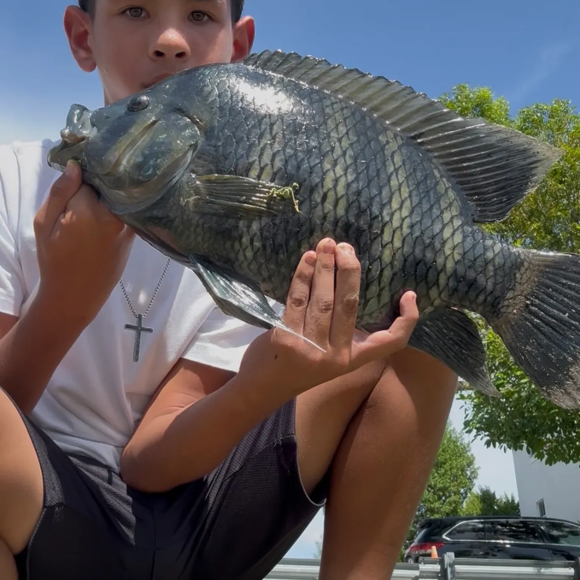 The most recent Zebra tilapia catches on Fishbrain