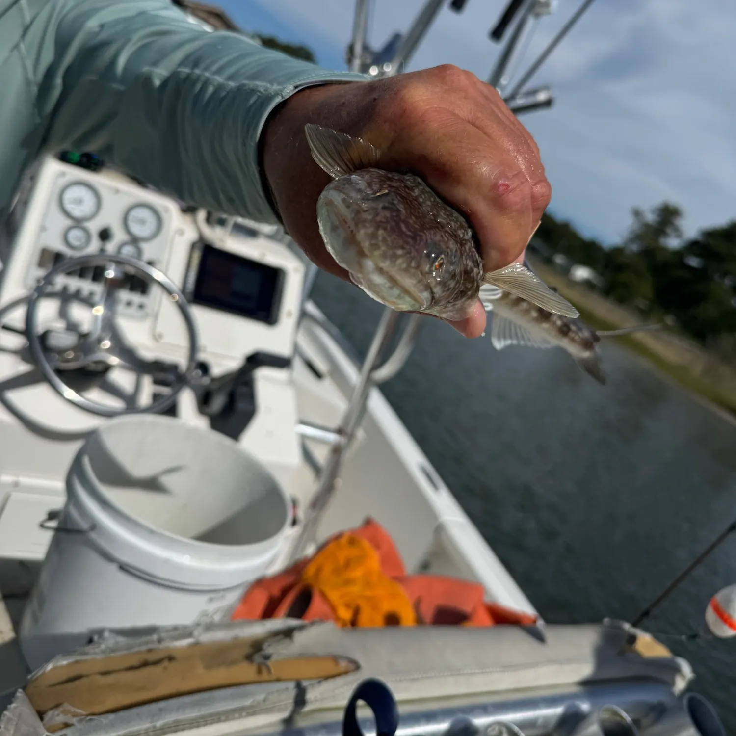 Inshore lizardfish caught on Fishbrain
