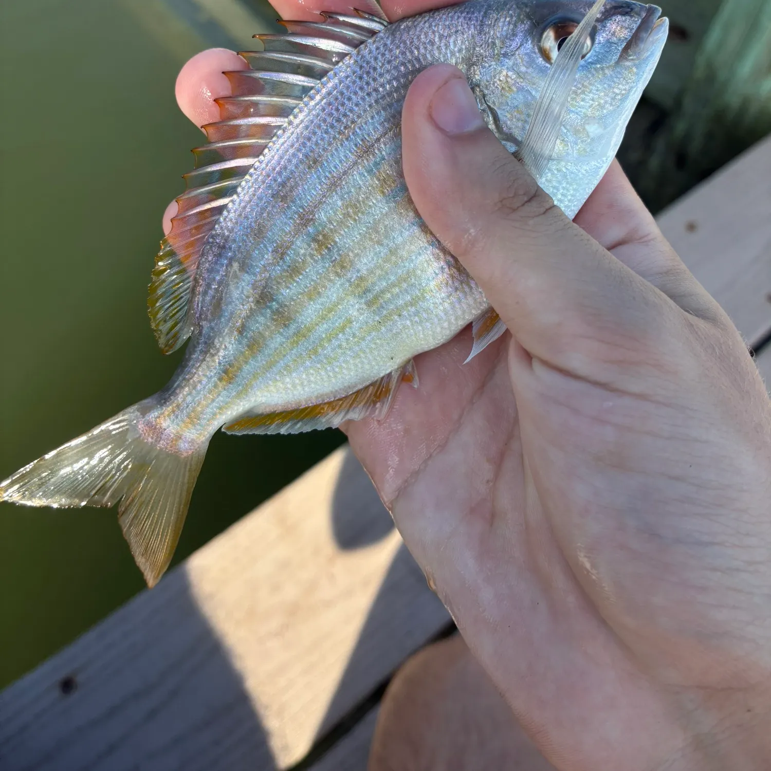 Pinfish caught on Fishbrain