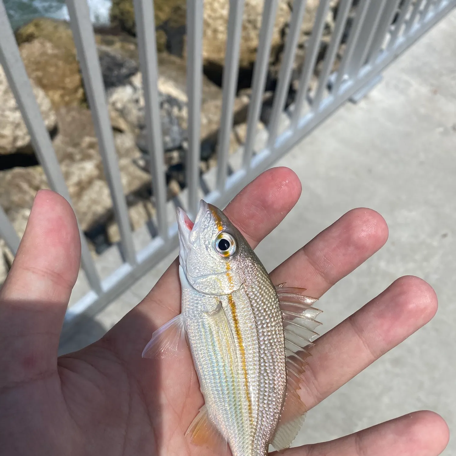 The most recent Tomtate grunt catches on Fishbrain