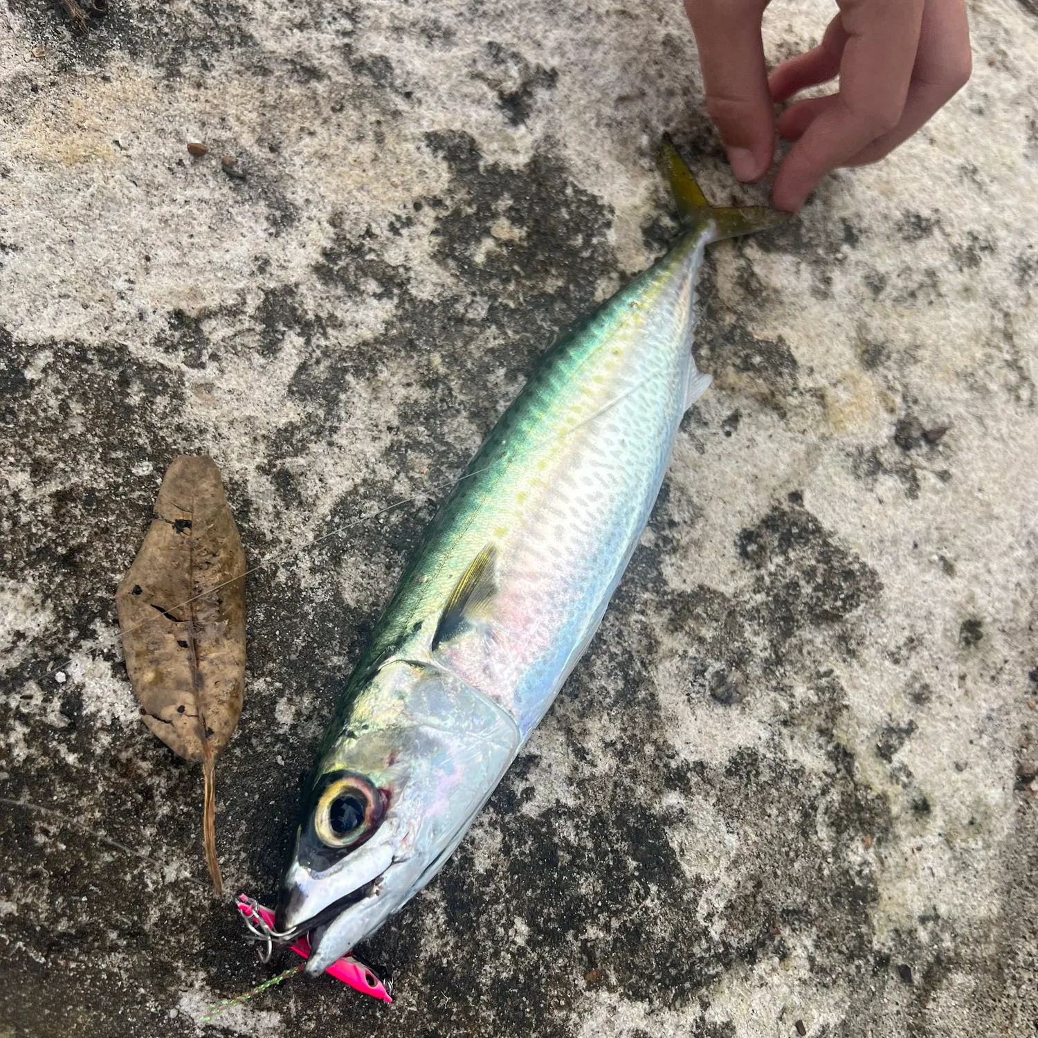 The most recent Pacific chub mackerel catches on Fishbrain