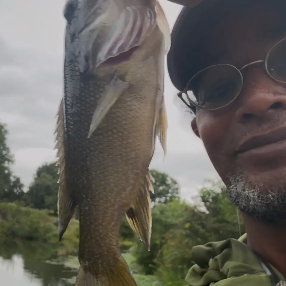 Green sunfish caught on Fishbrain