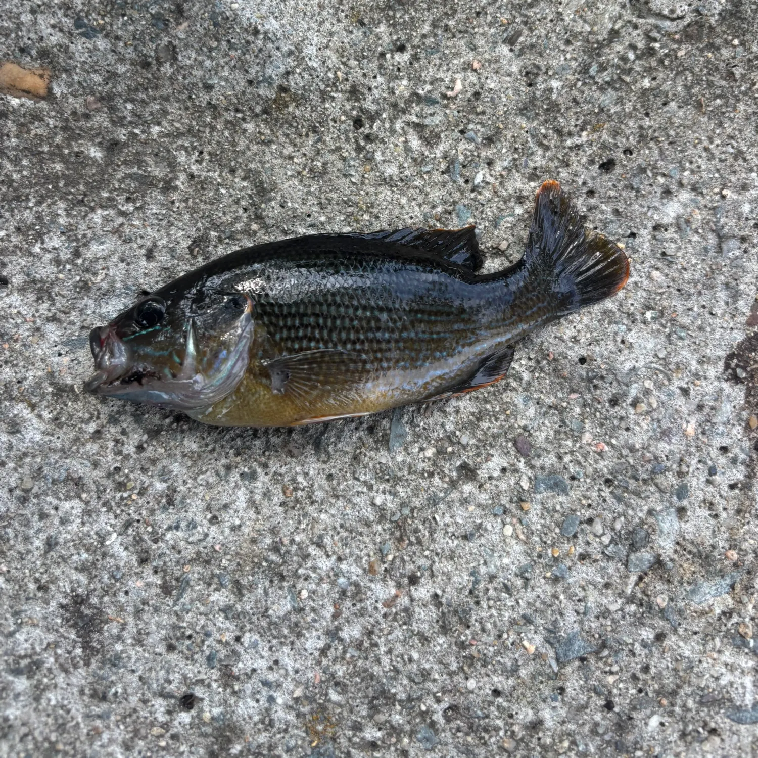 Rock bass caught on Fishbrain