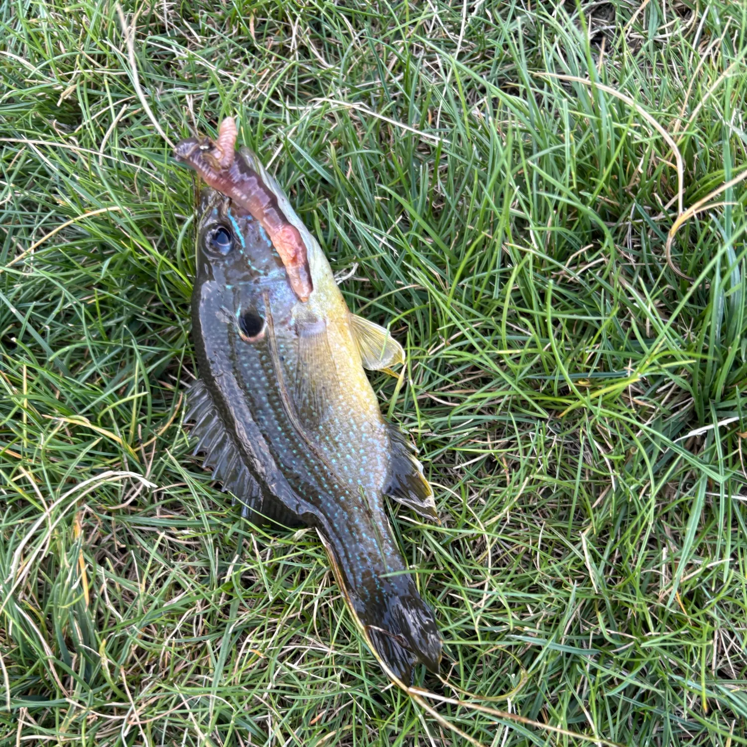 Greengill hybrid caught on Fishbrain