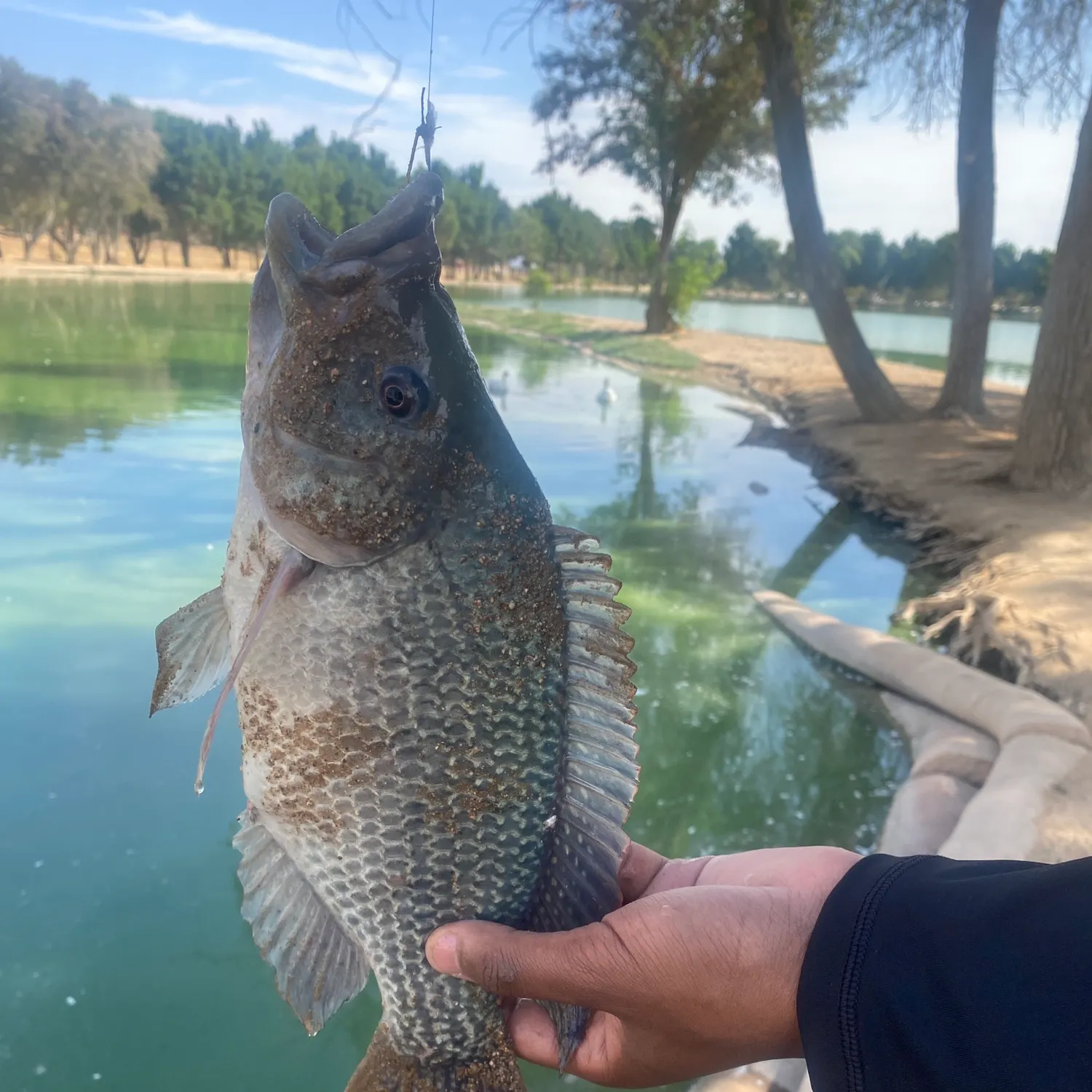 Bluegill caught on Fishbrain