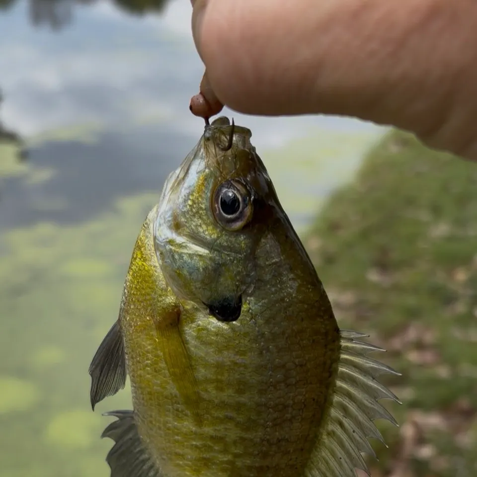 Bluegill caught on Fishbrain