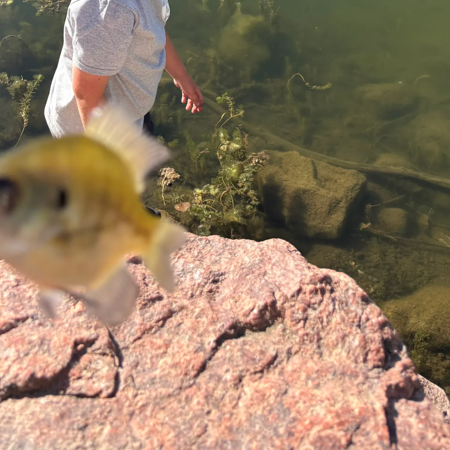 Fish caught on Fishbrain