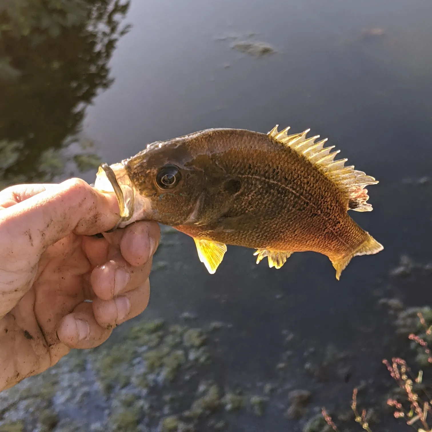 Green sunfish caught on Fishbrain