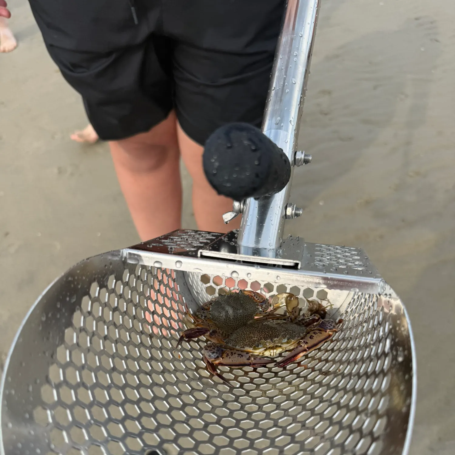 The most recent Atlantic rock crab catches on Fishbrain