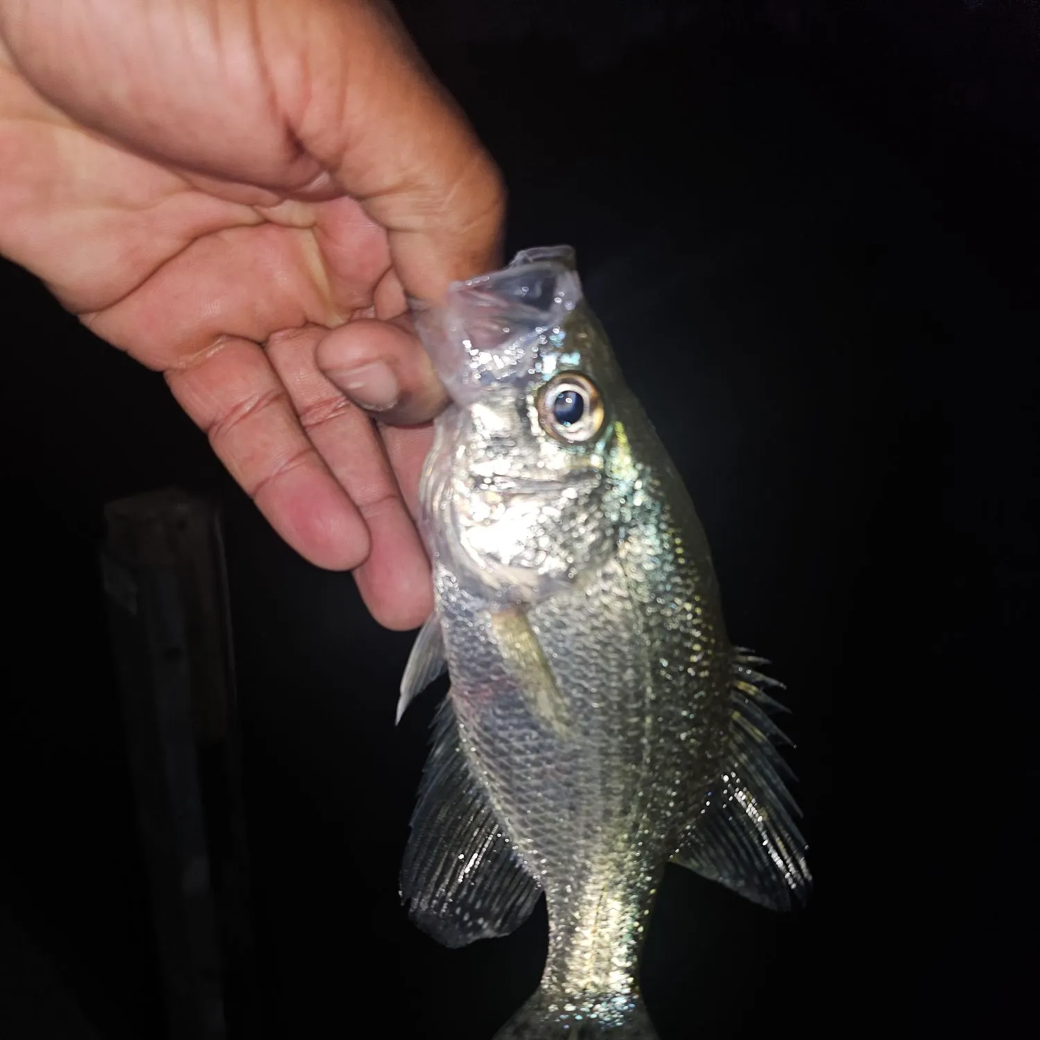 Black crappie caught on Fishbrain