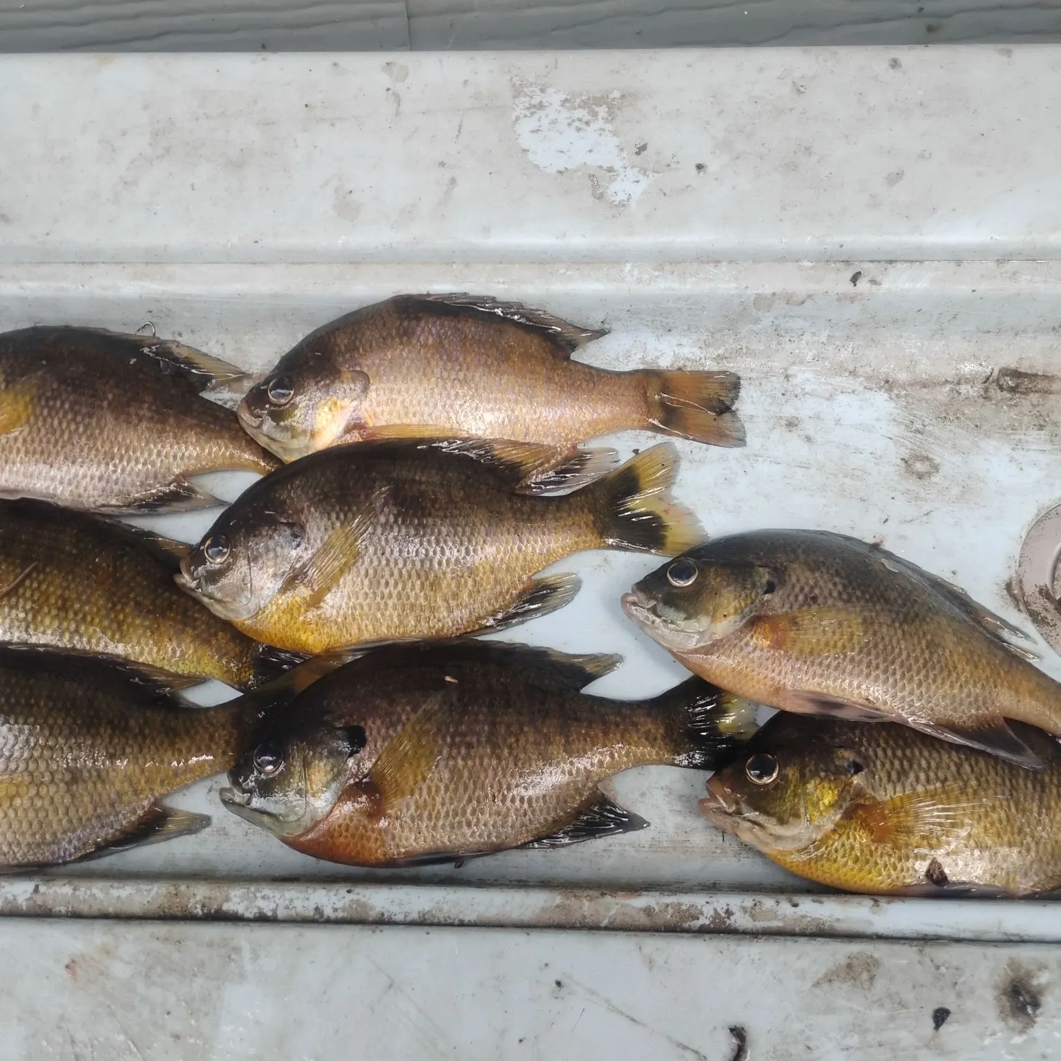 recently logged catches
