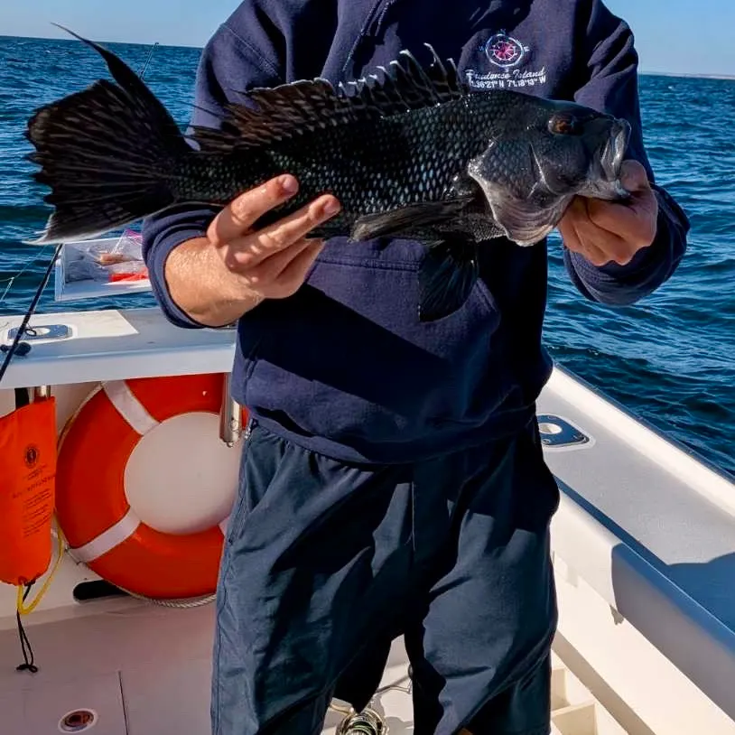 Black sea bass caught on Fishbrain