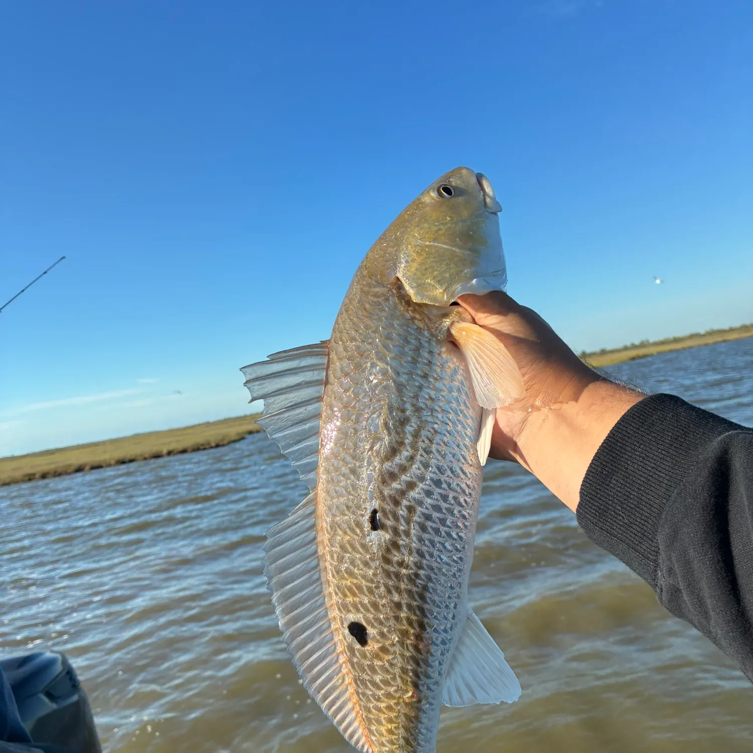 Red drum caught on Fishbrain