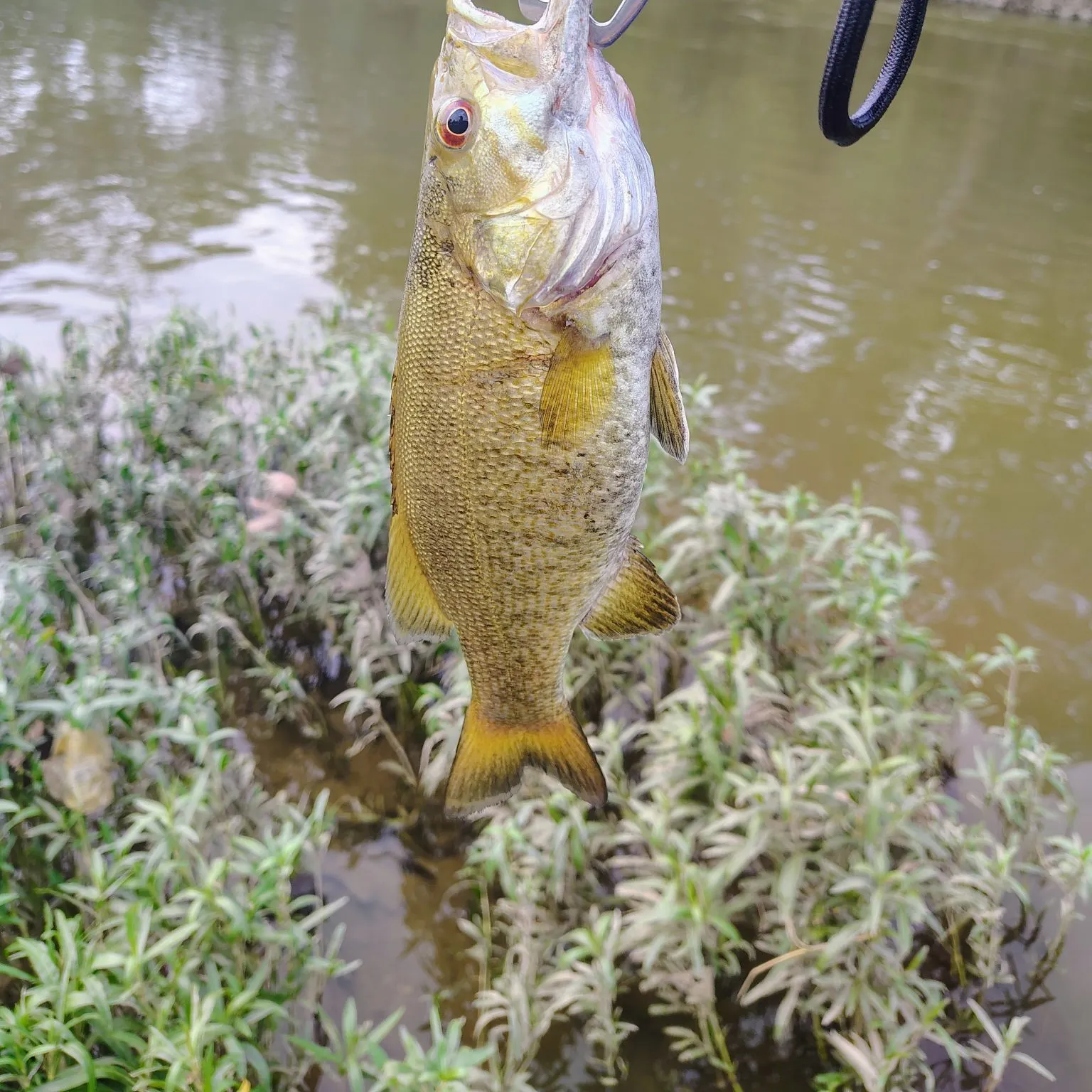 Smallmouth bass caught on Fishbrain