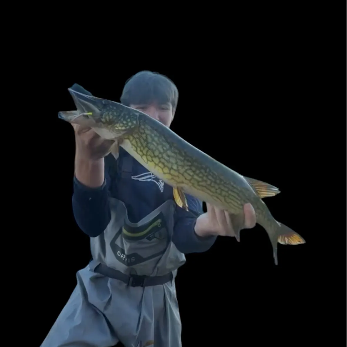 Chain pickerel caught on Fishbrain