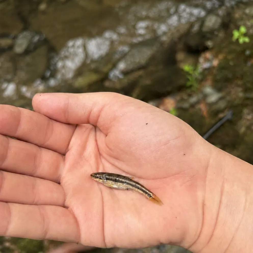 Eastern blacknose dace caught on Fishbrain