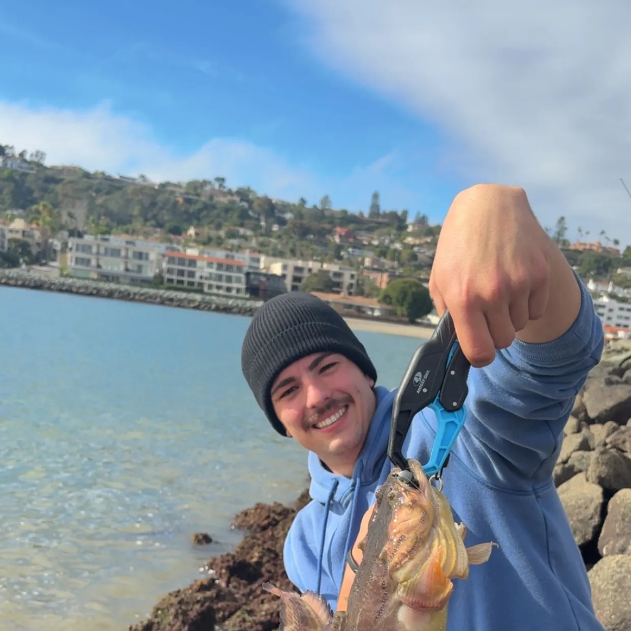 The most recent Plainfin midshipman catches on Fishbrain