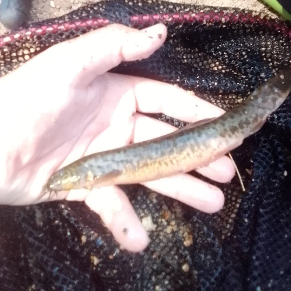 The most recent Weatherloach catches on Fishbrain
