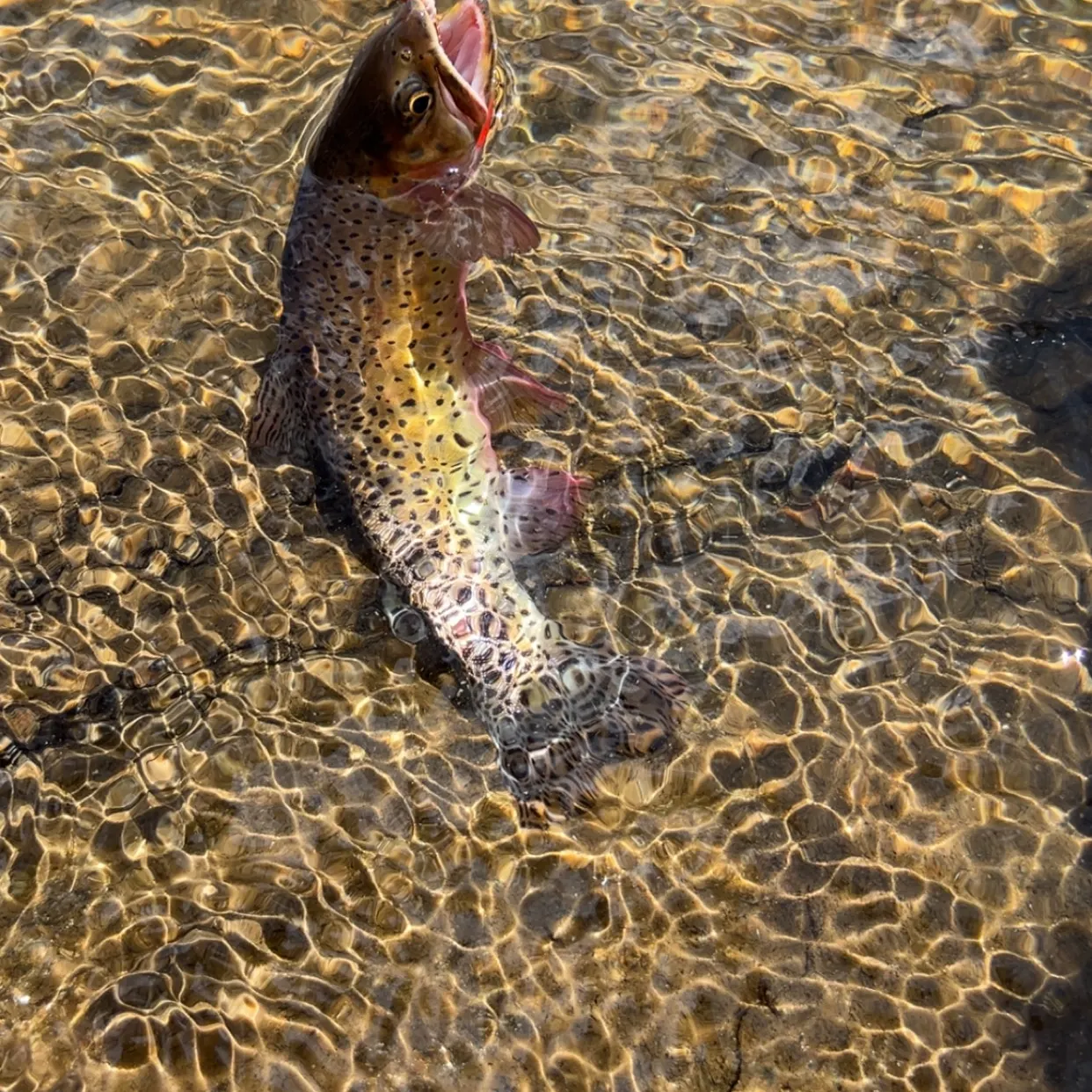 Cutthroat trout caught on Fishbrain