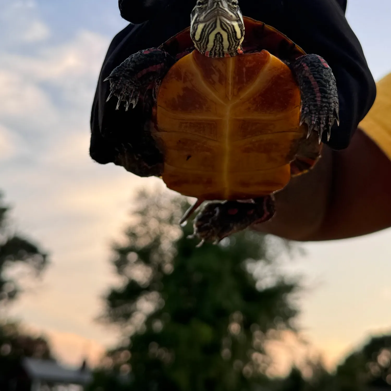 Fish caught on Fishbrain