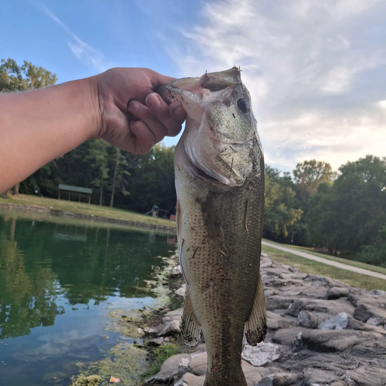 Largemouth bass caught on Fishbrain