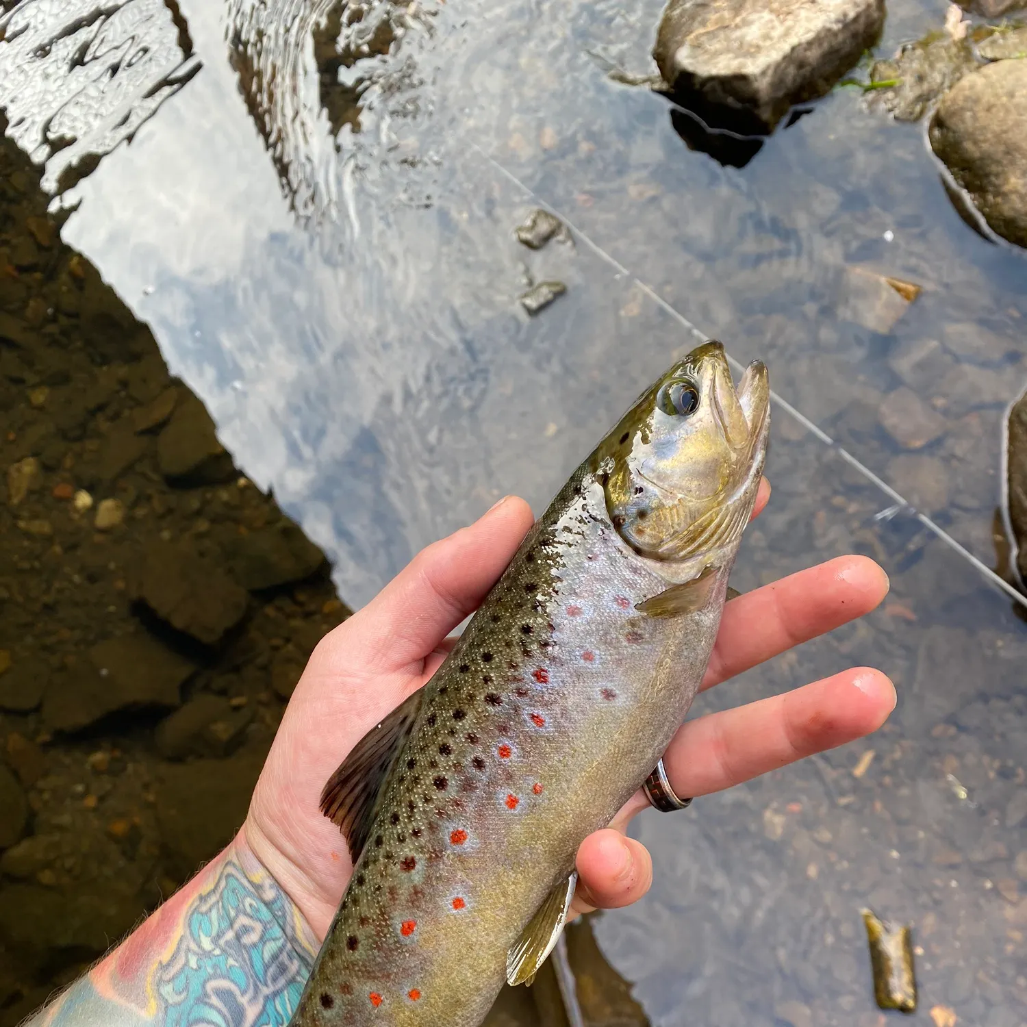 recently logged catches