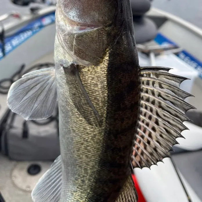 The most recent Zander catches on Fishbrain