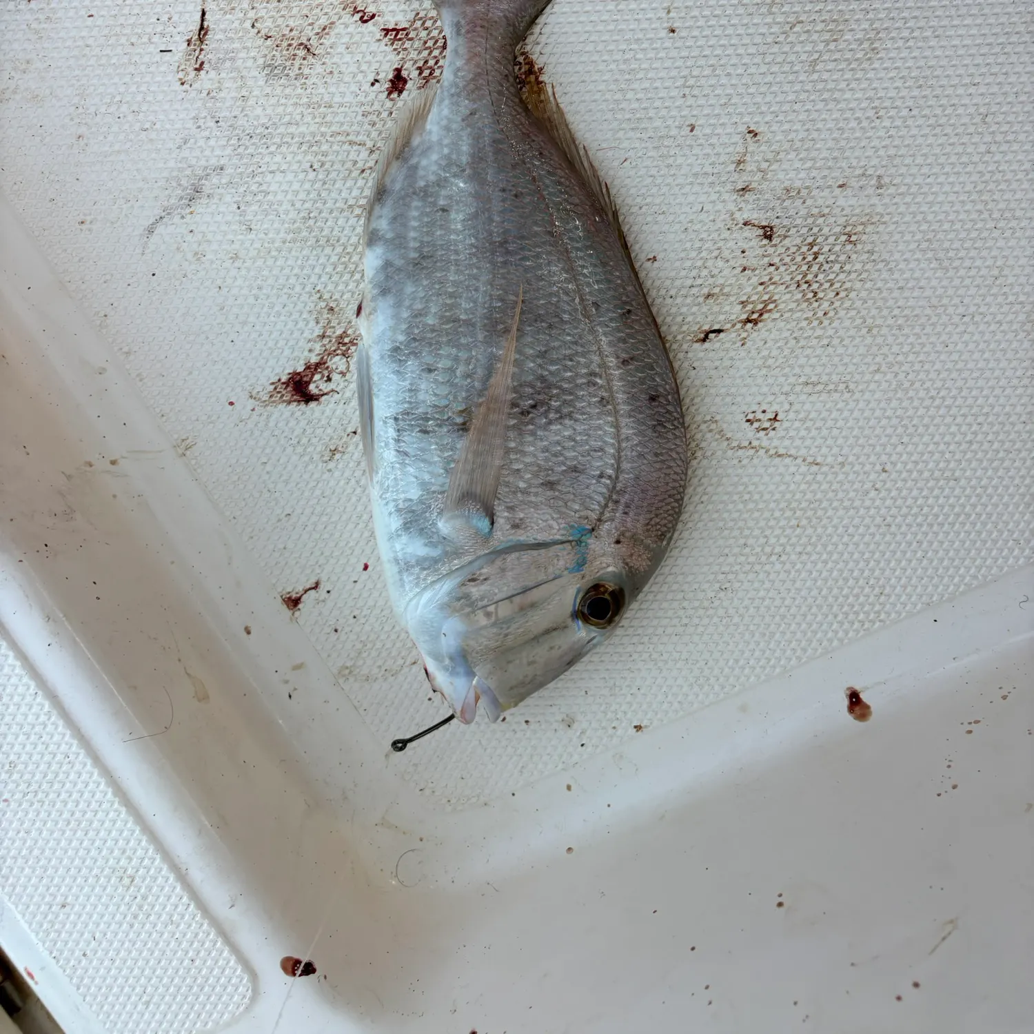 Saucereye porgy caught on Fishbrain